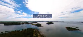 L'huitrier pie dans le Golfe du Morbihan 