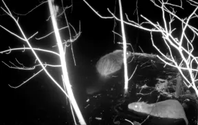 photo d'un ragondin et d'un castor prise par piège photographique 