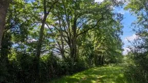 Photo d'une haie des bonne qualité avec 3 strates