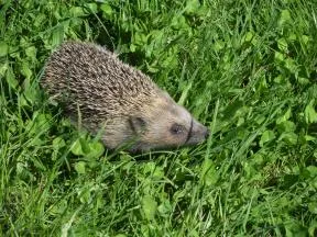 Photo hérisson dans l'herbe