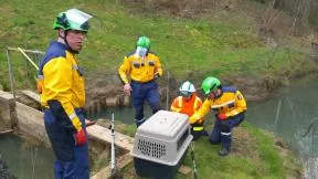 Photo de 4 pompiers avec des tenues de protection entourant la cage dans laquelle ils viennent de placer un lynx en détresse capturé par eux