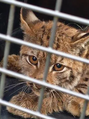 Photo en gros plan d'un jeune lynx derrière le grillage d'une cage