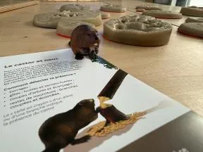 Photo d'un document concernant le castor, accompagné d'une figurine de castor et de moulages d'empreintes animales