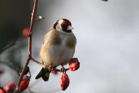 Photo de chardonneret élégant (Carduelis carduelis)