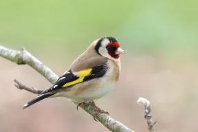 Photo de chardonneret élégant (Carduelis carduelis)