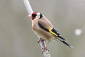 Photo de chardonneret élégant (Carduelis carduelis)