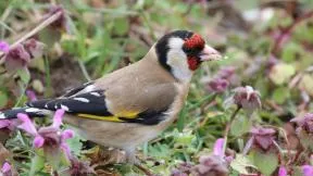 Photo de chardonneret élégant (Carduelis carduelis)