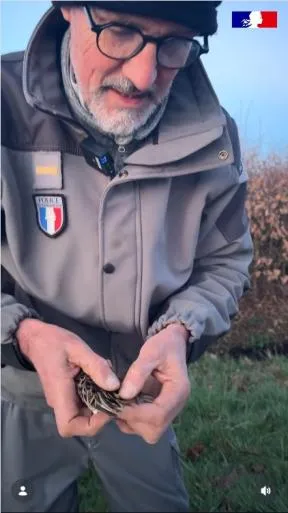 Photo présentant un agent de l'OFB manipulant une bécassine sourde qu'il vient de capturer