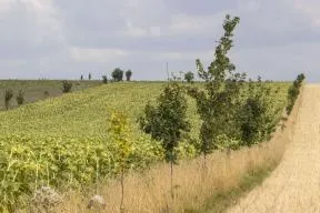 Photo d'une zone agricole montrant à partir du premier plan : un chanmp de céréale récolté (jaune), bordé d'une haie de jeunes arbres le séparant d'un champ de tournesols, bordés en arrière plan d'une autre jeune haie et derrière une prairie. 