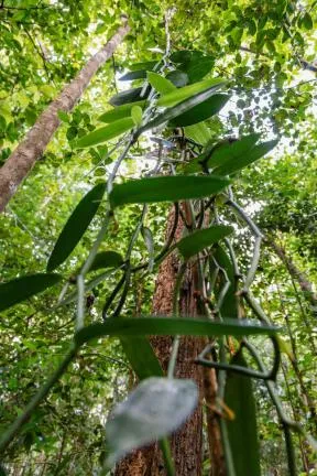 Photo d'une foret humide, avec en plan principal un tronc d'arbre bien droit montant très haut, et des lianes de vanilles portant des gousses grimpant dessus