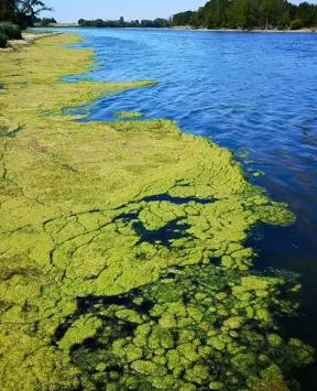 Cours d'eau impacté par des algues vertes