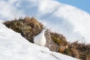 Photo d'un oiseau au plumage blanc posé dans la neige devant des rochers