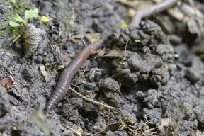 Photo d'un ver de terre annelé, de couleur marron à orange foncé, sur un sol de terre marron foncé, à coté d'un monticule de terre