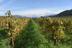 Photo prise entre 2 rangs de vignes avec leurs feuilles, sous un ciel bleu, donc le sol est couvert d'herbe verte