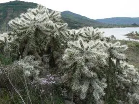 Un spécimen de cactus invasif en premier plan, avec le lac du Salagou et ses berges aux couleurs rouges caractéristiques