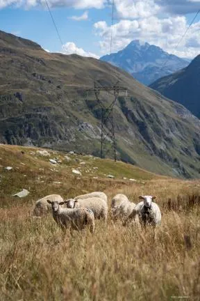 moutons