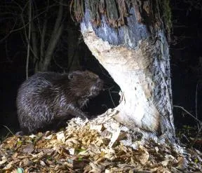 Castor photographié de nuit en cours d'abattage d'un arbre