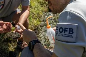Agent prélevant un macro-invertébrés d'un cours d'eau