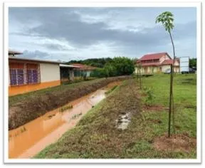 Photographie d’un des tronçons expérimentaux de génie végétal équatorial du site pilote Life ARTISAN en Guyane.