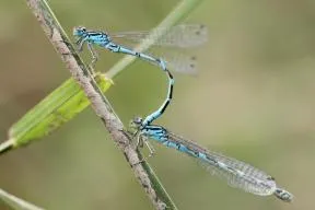 Photo de deux libellules striées de noir et bleu turquoise, posées sur une tige verte de roseau, en position tandem : l'extremité de la queue de l'une est fixé à l'arrière de la queue de la seconde