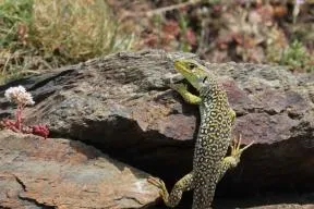 Lézard ocellé sur un rocher dans la Réserve naturelle nationale de Jujols