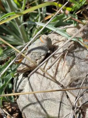 Photo d'un criquet gris clair légèrement marron, posé sur un caillou dans la végétation