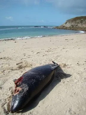 Photo d'un cadavre de marsouin au premier plan, échoué sur le sable de la plage, présentant des blessures, avec en arrière plan la mer, une cote rocheuse et le ciel bleu
