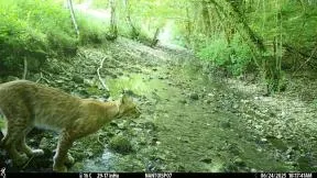 Cette photographie du 24/06/2025 issue d’un piège photographique montre un lynx au bord d’un lit de ruisseau peu profond, dans un environnement forestier densément végétalisé. Il a un pelage brun clair à brun roux ; des taches foncées visibles sur les pattes et sur les flancs ; un ventre plus clair ; une tête triangulaire vue de profil ; des oreilles dressées ; des pinceaux de poils sombres au sommet des oreilles ; de longues moustaches visibles sur le museau.