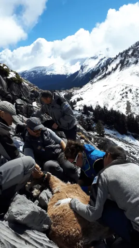 Photo de 4 agents en uniforme gris et une femme en blouson bleu sur une pete rocheuse dans un paysage montagnard enneigé. Ils sont autour d'un bouquetin couché, endormi, la femme prélève du sang avec une seringue.