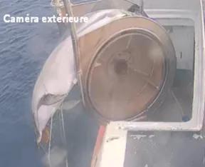 Photo prise par la caméra extérieure du dispositif de suivi des captures accidentelles dans la pêche maritime professionnelle montrant un dauphin commun pris dans le filet, remonté de la mer sur l'enrouleur en bord de coque du bateau