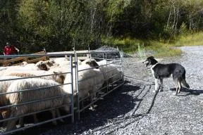 Photo de brebis dans un enclos métal avec un chien à l'extérieur qui les surveille