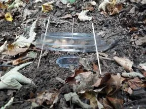 Cette photo montre un piège Barber disposé sur un sol de terre, couvert de feuilles mortes. Un petit pot transparent est entièrement enterré, son bord affleure au niveau du sol. Un couvercle en plastique transparent légèrement plus large que le pot est maintenu à quelques centimètres au-dessus du pot au moyen de batônnets de bois.
