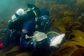 Cette photo montre un plongeur sous-marin en combinaison et bouteilles d'oxygène sur le dos rencontrant un poisson dans une forêt d'algues lors de la réalisation d'un transect visuel. 