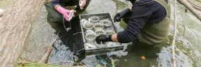 Photo de deux techniciens en cuissardes vertes, dans l'eau de la rivière jusqu'à la taille, les tpêtes non visibles, portant des gants en latex et manipulant des boites rondes d'échantillonage dans une cagette à la surface de l'eau