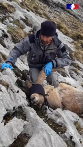 Extraite de la vidéo https://vimeo.com/576841731 - Photo d'un agent de l'OFB en uniforme gris, assis sur une pente rocheuse, derrière un bouquetin couché au sols, sous sédation, auquel il vient de mettre un masque en tissu noir sur les yeux pour les protéger.