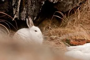 Photo d'un lapin tout blanc blotti, sur fondd'herbes seches et de neige