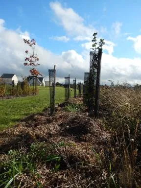 Plantation de haies en lisière urbaine à Ingré