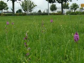 orchidées sur pelouse