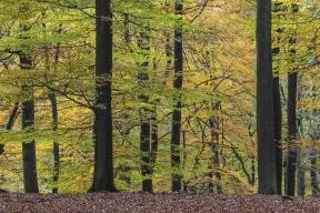 SOCIETE FORESTIERE ENGAGEE IMAGE