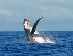 WhaileLaRéunionGlobice