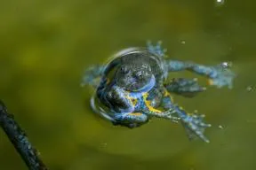 Crapaud sonneur à ventre jaune