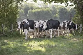 Photo de vaches