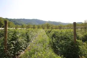 Photo d'un champ de framboisiers de l'entreprise Andros