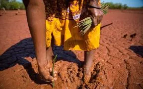 PLANTATION PROPAGULES MANOMBO