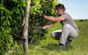 Photo d'illustration de gestion durable des haies