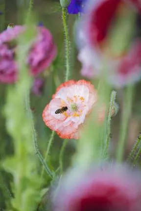 LES BOTTES D'ANEMONE