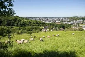 Coteaux moutons netreville