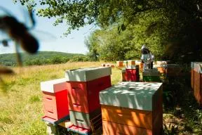   Biosurveillance et biodiversité