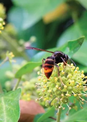 frelon asiatique butinant