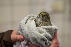 Oiseau enroulé dans une couverture et tenu par un soigneur